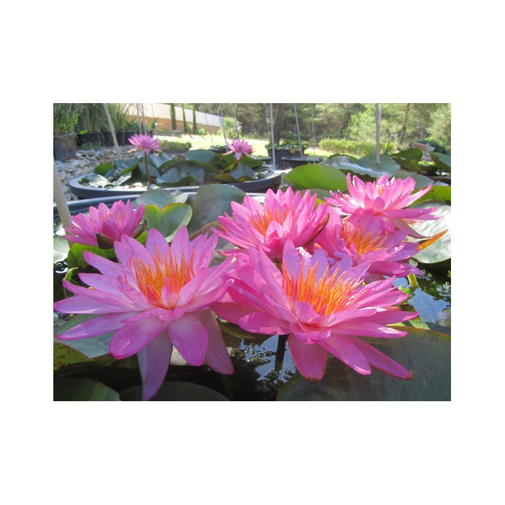 Nymphaea Siam Pink (fara ghiveci)