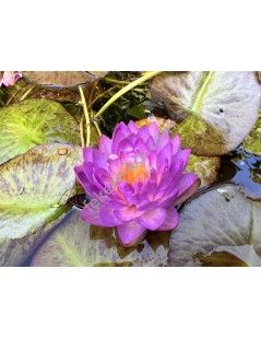 Nymphaea Siam Purple 1 (fara ghiveci)