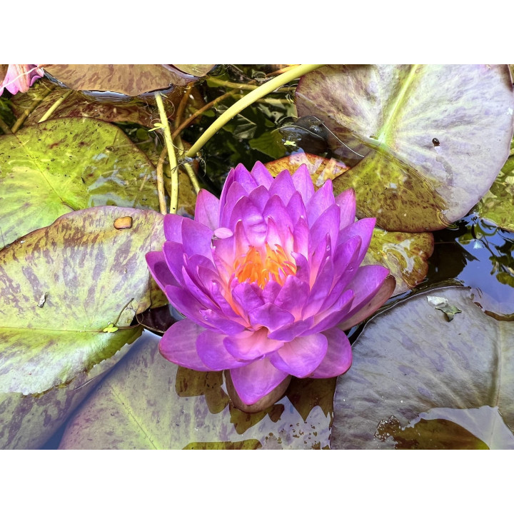 Nymphaea Siam Purple 1 (fara ghiveci)