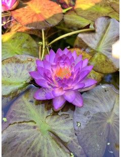 Nymphaea Siam Purple 1 (fara ghiveci)