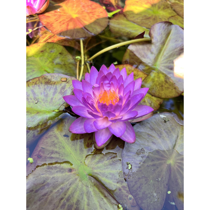 Nymphaea Siam Purple 1 (fara ghiveci)