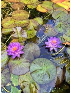 Nymphaea Siam Purple 1 (fara ghiveci)