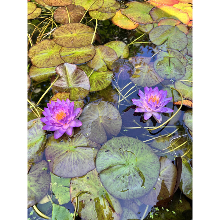 Nymphaea Siam Purple 1 (fara ghiveci)