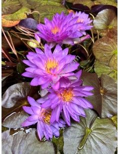 Nymphaea Siam Purple 2 (fara ghiveci)