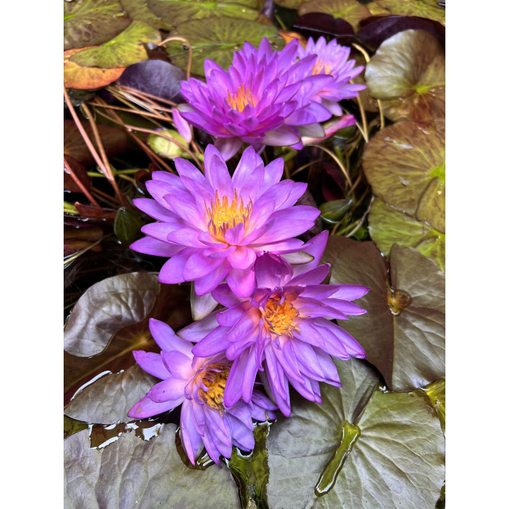 Nymphaea Siam Purple 2 (fara ghiveci)