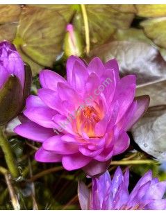 Nymphaea Siam Purple 2 (fara ghiveci)