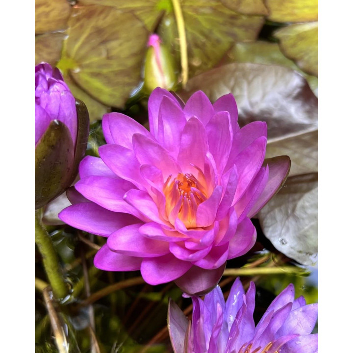 Nymphaea Siam Purple 2 (fara ghiveci)