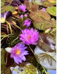 Nymphaea Siam Purple 2 (fara ghiveci)