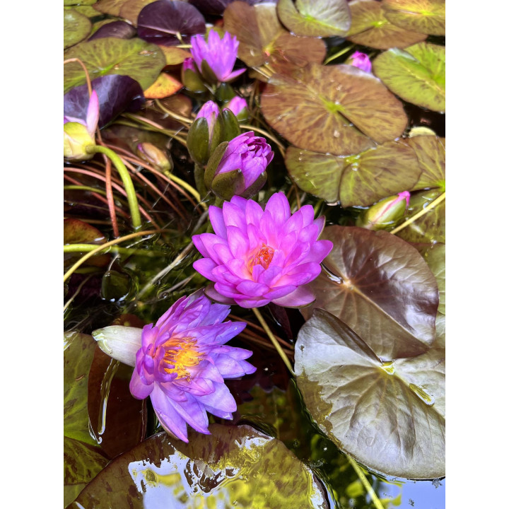 Nymphaea Siam Purple 2 (fara ghiveci)
