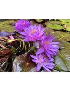 Nymphaea Siam Purple 2 (fara ghiveci)