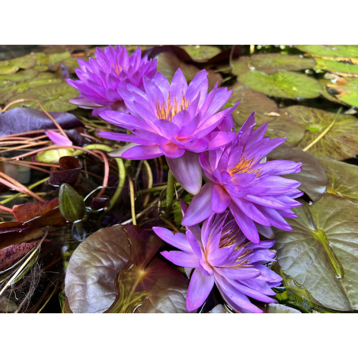 Nymphaea Siam Purple 2 (fara ghiveci)