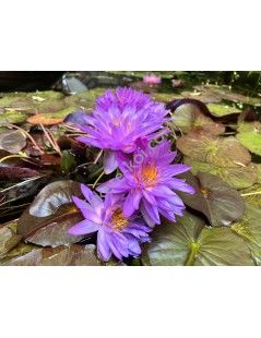 Nymphaea Siam Purple 2 (fara ghiveci)