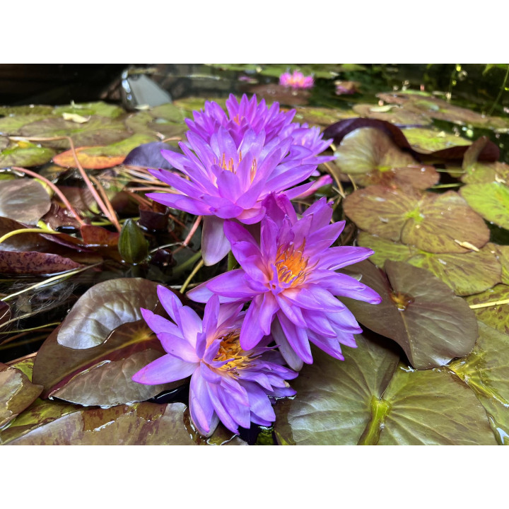 Nymphaea Siam Purple 2 (fara ghiveci)