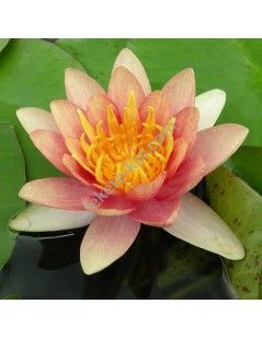 Nymphaea Sioux nuferi (fara ghiveci)