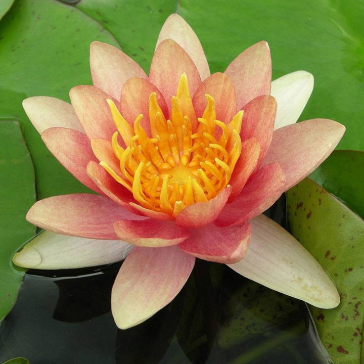Nymphaea Sioux nuferi (fara ghiveci)