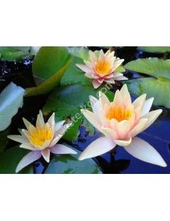 Nymphaea Sioux nuferi (fara ghiveci)