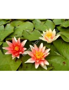 Nymphaea Sioux nuferi (fara ghiveci)