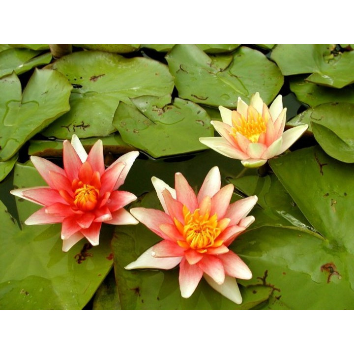 Nymphaea Sioux nuferi (fara ghiveci)