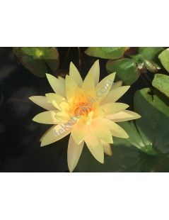 Nymphaea Texas Dawn (fara ghiveci)