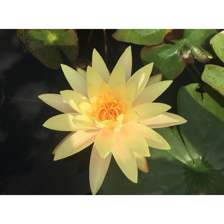 Nymphaea Texas Dawn (fara ghiveci)