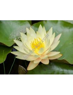 Nymphaea Texas Dawn (fara ghiveci)