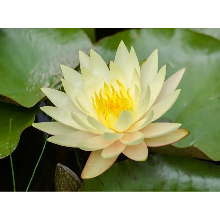 Nymphaea Texas Dawn (fara ghiveci)