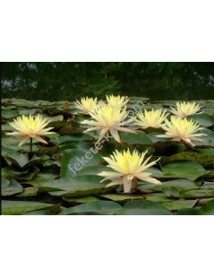 Nymphaea Texas Dawn (fara ghiveci)