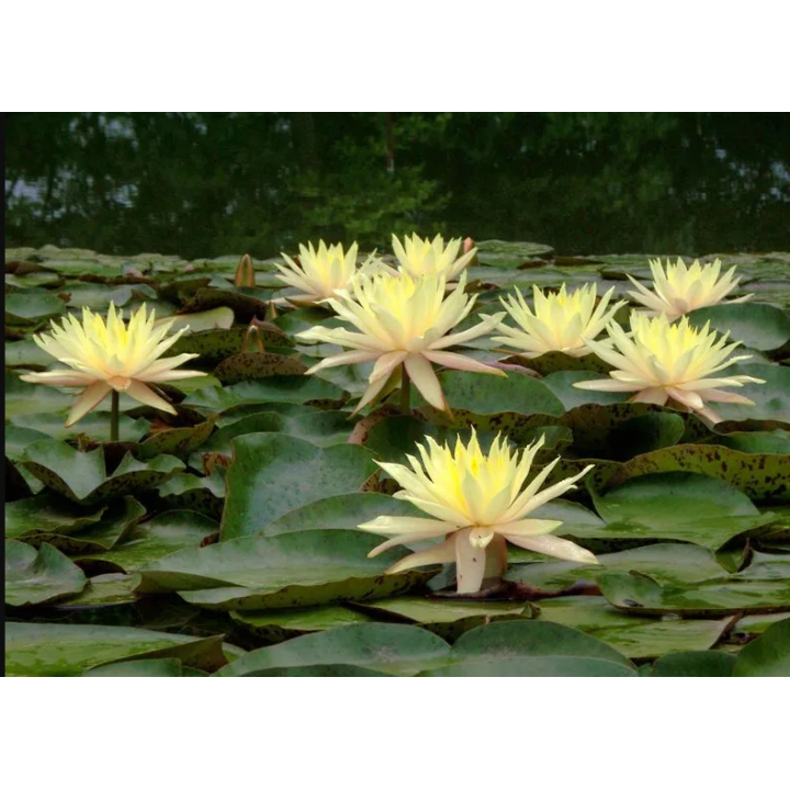 Nymphaea Texas Dawn (fara ghiveci)