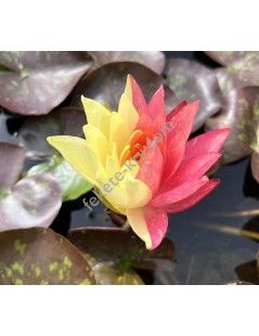 Nymphaea Wanvisa (fara ghiveci)
