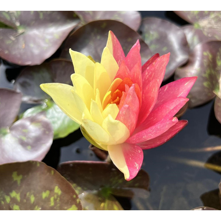 Nymphaea Wanvisa (fara ghiveci)