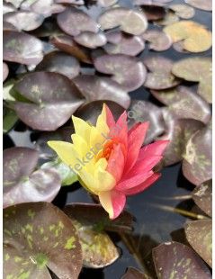 Nymphaea Wanvisa (fara ghiveci)
