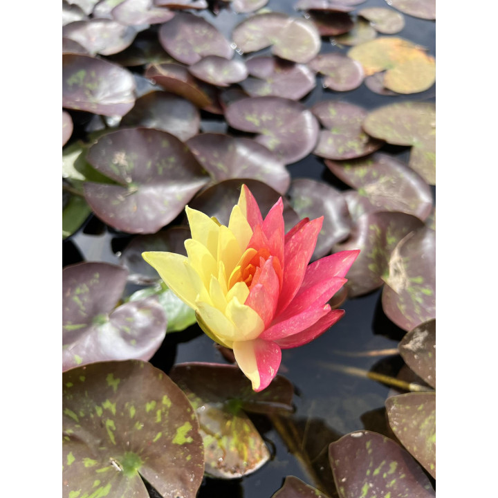 Nymphaea Wanvisa (fara ghiveci)