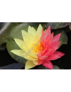 Nymphaea Wanvisa (fara ghiveci)