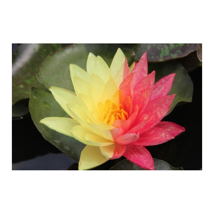 Nymphaea Wanvisa (fara ghiveci)