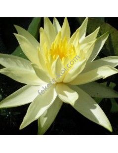 Nymphaea Colonel A.J. Welch (fara ghiveci)