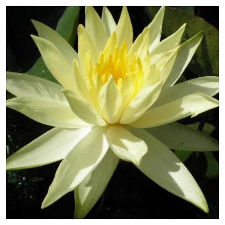 Nymphaea Colonel A.J. Welch (fara ghiveci)