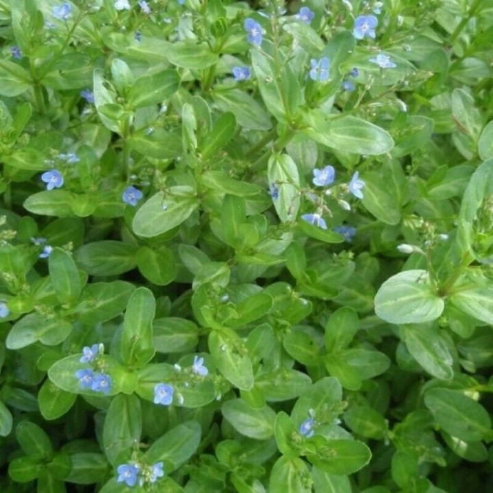 Veronica beccabunga