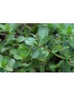 Veronica beccabunga