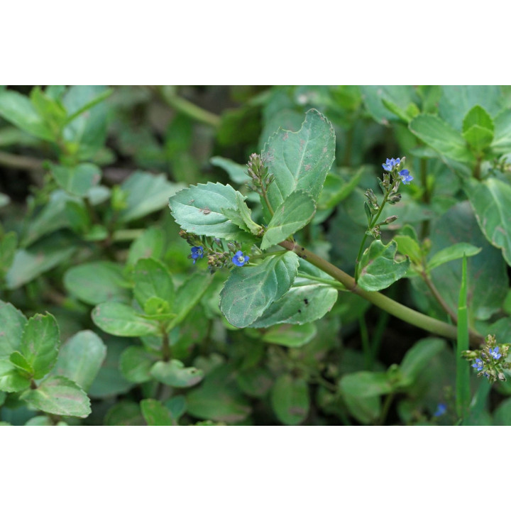 Veronica beccabunga