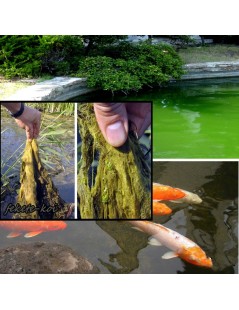 Bio Algex PENTRU UCIGAREA ALGELOR 0,5Kg (25m3)