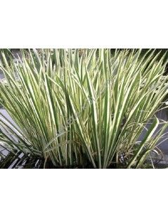 Acorus calamus variegatus