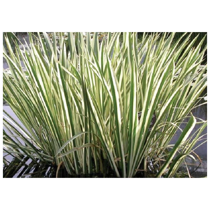 Acorus calamus variegatus