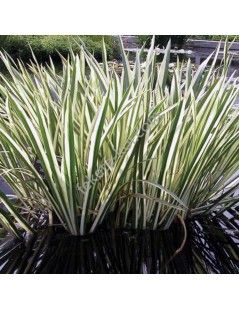 Acorus calamus variegatus