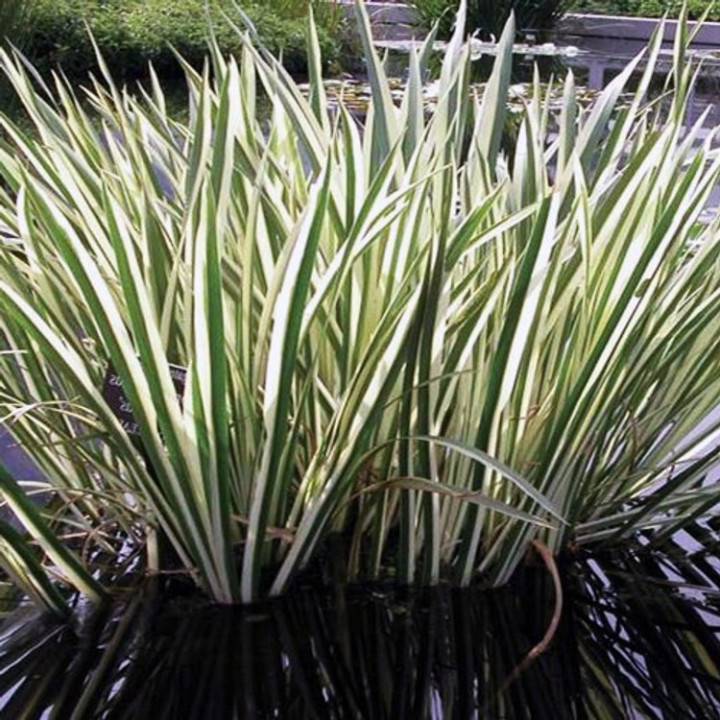 Acorus calamus variegatus