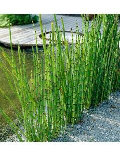 Equisetum japonicum - Japán zsurló