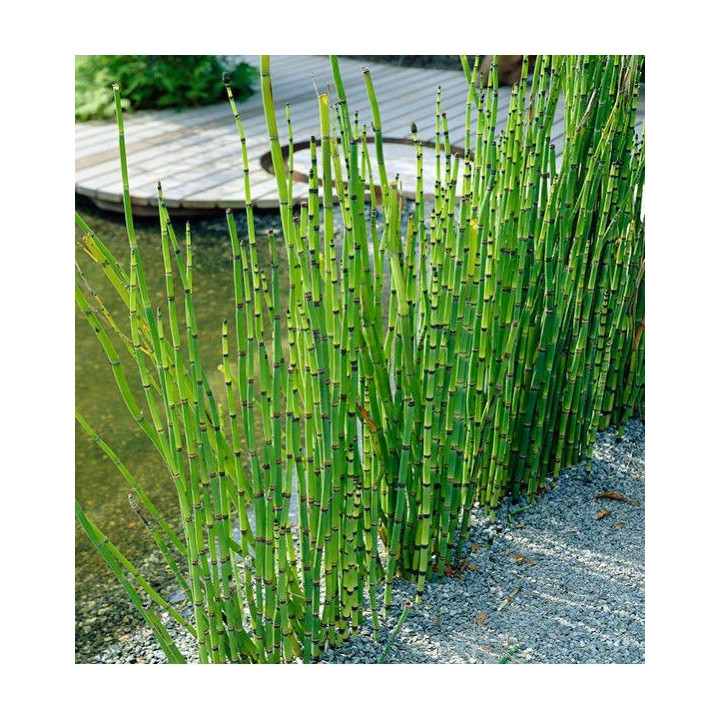 Equisetum japonicum - Japán zsurló