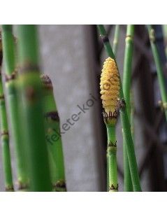 Equisetum japonicum - Japán zsurló