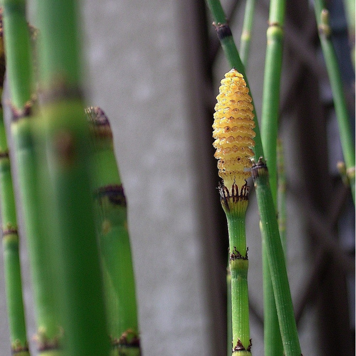 Equisetum japonicum - Japán zsurló