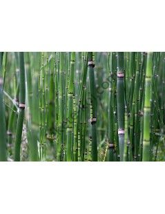 Equisetum japonicum - Japán zsurló