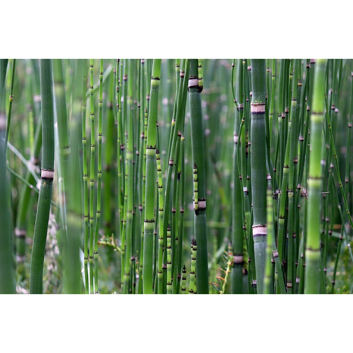 Equisetum japonicum - Japán zsurló